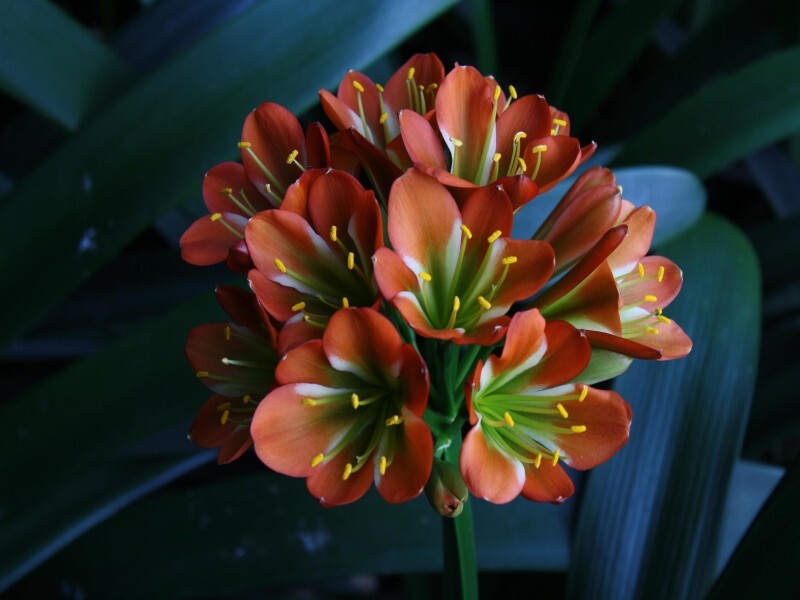 Forest Queen Clivias