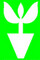 Mdseedlings