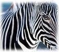 Africa Getaways And International Travel