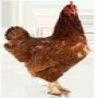 S A Quail Breeders