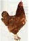 S A Quail Breeders