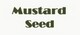 Mustard Seed Productions