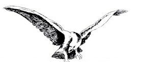 Eagle'S Pride