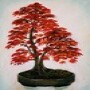 Bonsai Care
