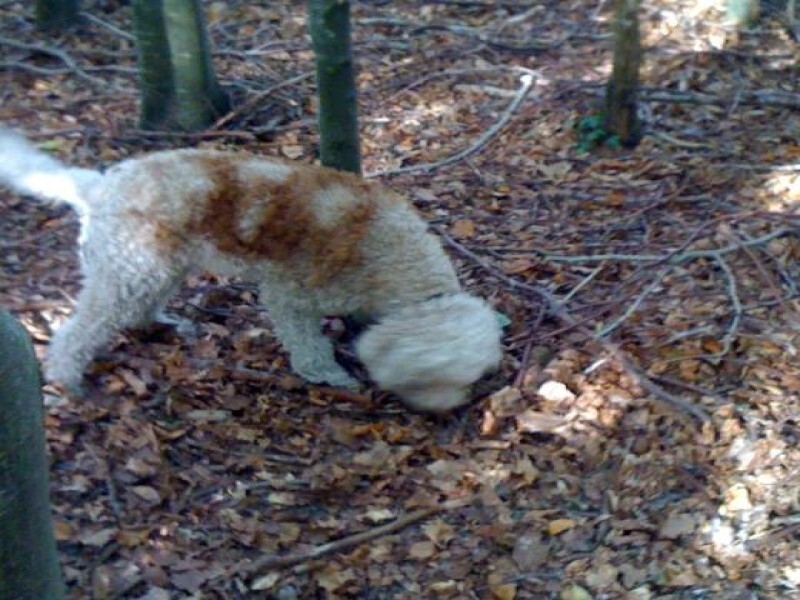 African Truffles