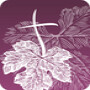 True Vine Ministries