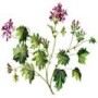 Provenance Oils