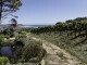Cape Point Vineyards
