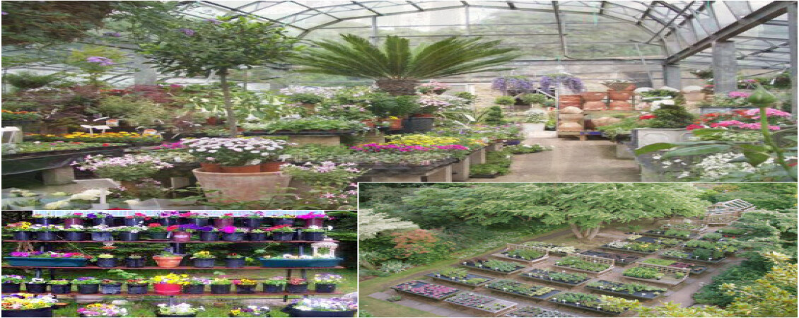 What do nurseries do?