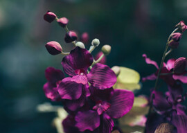 Orchids
