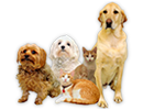 Pets