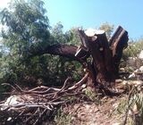 Garden services- Tree felling and General Gardening