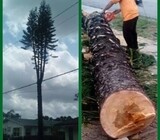 Garden services- Tree felling and General Gardening