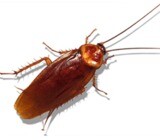 Pest Control