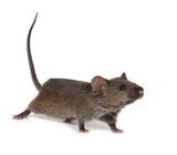 Pest Control