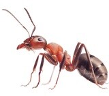 Pest Control