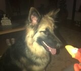 Pure bread German Shephard puppies