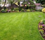 Tree felling, tree trimming, tree stump removal, cheaper rates