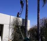 Tree felling services