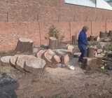 Tree felling services