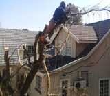 Tree felling services