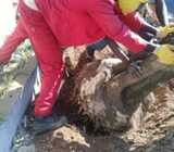 Tree felling services