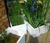 We supply Fish and water plant - Koi Fish Ponds and Pools