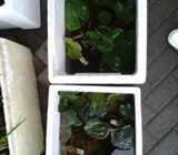 We supply Fish and water plant - Koi Fish Ponds and Pools