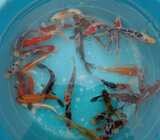 We supply Fish and water plant - Koi Fish Ponds and Pools