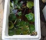 We supply Fish and water plant - Koi Fish Ponds and Pools