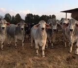 RED BRAHMAN HEIFERS, PREGNANT COWS AND CALVES FOR SALE IN SOUTH AFRICA