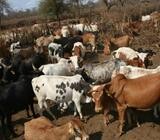 RED BRAHMAN HEIFERS, PREGNANT COWS AND CALVES FOR SALE IN SOUTH AFRICA