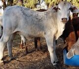 RED BRAHMAN HEIFERS, PREGNANT COWS AND CALVES FOR SALE IN SOUTH AFRICA