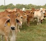 RED BRAHMAN HEIFERS, PREGNANT COWS AND CALVES FOR SALE IN SOUTH AFRICA