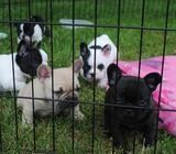 French bulldog puppies for sale
