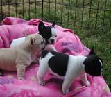 French bulldog puppies for sale