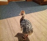 Ostrich chicks and eggs suppliers