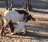 Suppliers of healthy Boer and Kalahari goat