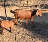 Suppliers of healthy Boer and Kalahari goat