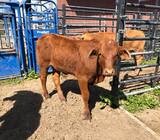 Where to order healthy Brahman bulls and heifers online