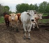 Where to order healthy Brahman bulls and heifers online
