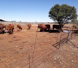 Order Bonsmara Heifers Online
