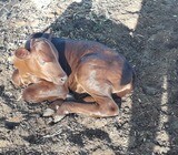South African Suppliers Of Bonsmara Calves