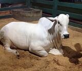 Where To Order Cheap Heifers Online