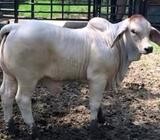 Suppliers Of Brahman Heifers And Bulls