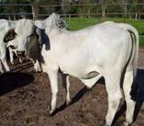 Suppliers Of Brahman Heifers And Bulls