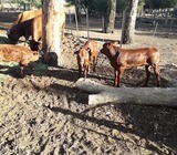 Available Bonsmara Cattle And Calves