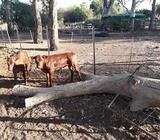 Best Price Healthy Bonsmara Calves