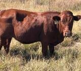 Bonsmara Cows