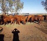 Bonsmara Cows